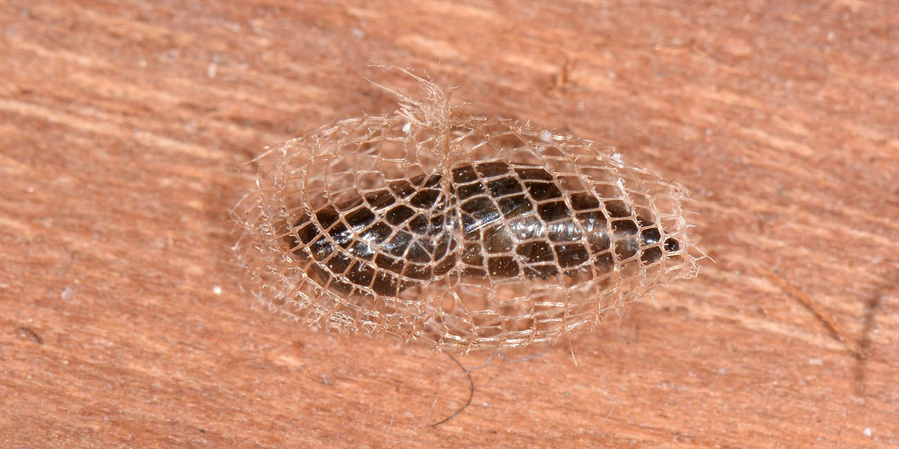 Wockia asperipunctella, Urodidae